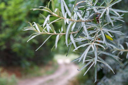 Close-up view of green thin leaves on a tree in the countryside with a dirt road on the blurred background.