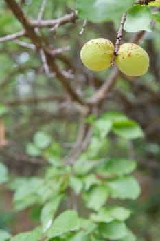 Close-up view of green unripe apricots on a tree with an orchard on the blurred background.