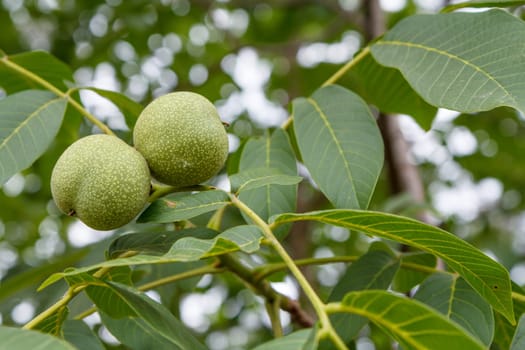 Close-up view of green unripe walnuts on a tree with an orchard on the blurred background.