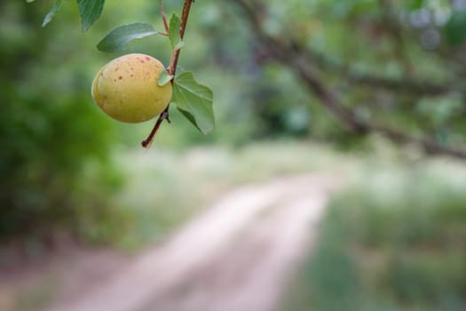 Close-up view of green unripe apricot on a tree in the countryside with a dirt road on the blurred background.