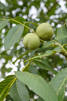 Close-up view of green unripe walnuts on a tree with an orchard on the blurred background.