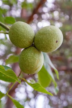 Close-up view of green unripe walnuts on a tree with an orchard on the blurred background.