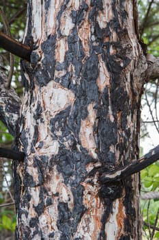 Pine trunk that charred in the fire with damaged tree bark.