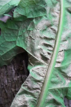 green leaf stained with gray paint for textures. High quality photo
