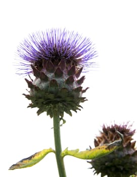 flowering ppurple and green artichoke on white background