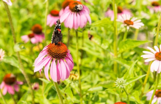 butterfly on Echinacea purpurea in green garden