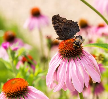 butterfly on Echinacea purpurea in green garden