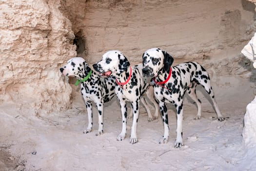 Portrait of three beautiful young Dalmatian dogs standing in a cave.