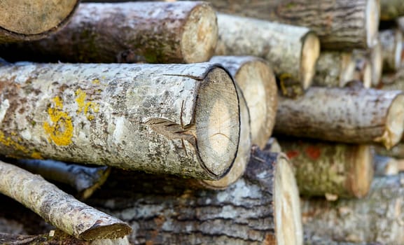 birch logs. a lot of firewood, fallen trees, a lot of logs are lying on the ground in the nature of a sawmill. Sectional view.