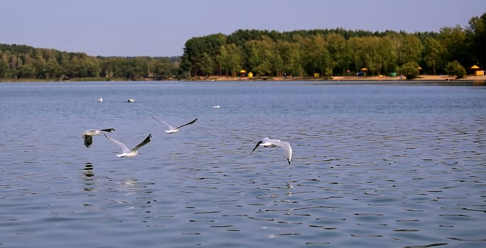 Seagulls fly over the lake on a cloudy day. A group of birds are flying over the water.
