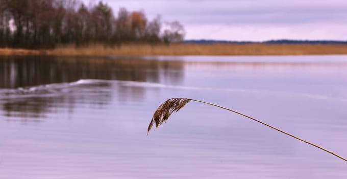 Cold day and first ice in late autumn. Autumn lake in the forest.