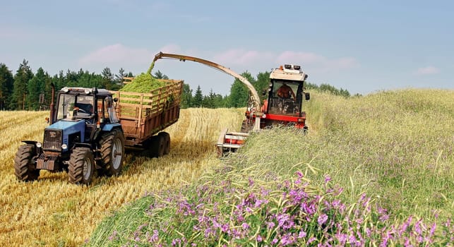 A farmer is mowing a mower in a field on a beautiful sunny summer day. Preparation of fodder for cattle.