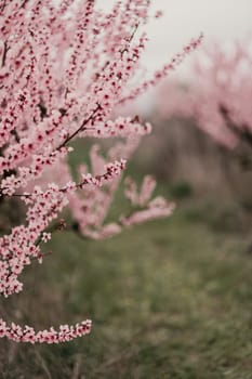 A peach blooms in the spring garden. Beautiful bright pale pink background. A flowering tree branch in selective focus. A dreamy romantic image of spring. Atmospheric natural background.