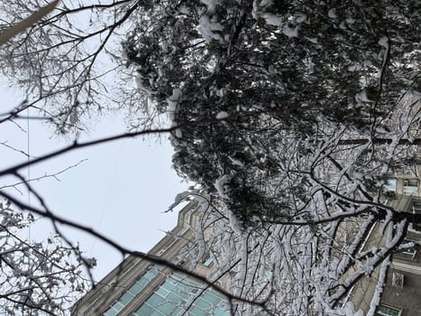 branches of winter trees in the snow.