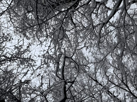 white snow on tree branches close-up on a winter day.