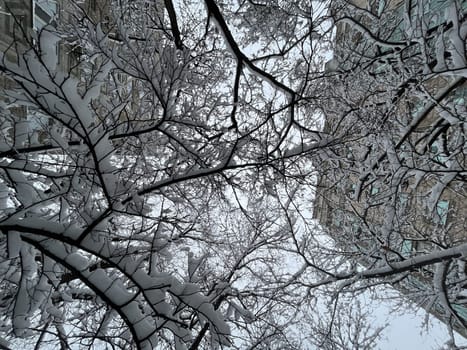 white snow on tree branches close-up on a winter day.