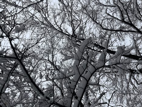 close-up of white snow on tree branches on a frosty winter day.