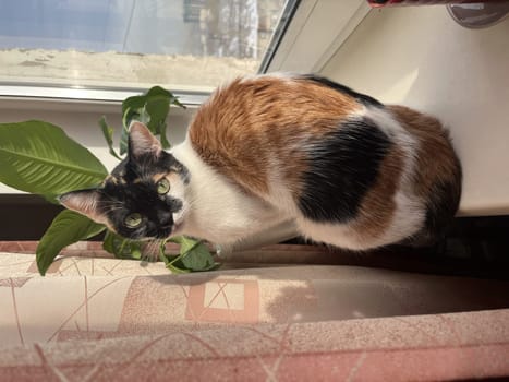 tricolor cat sitting on the windowsill on a summer day.