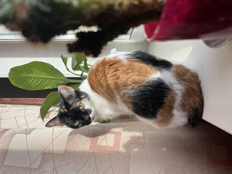 tricolor cat sitting on the windowsill on a summer day.