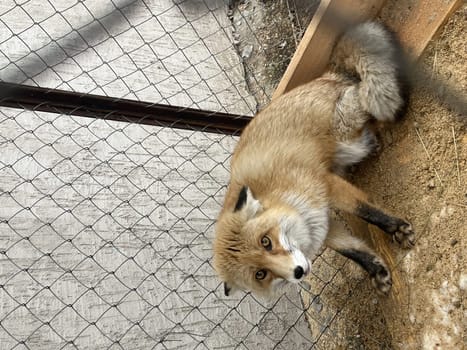 a fox in a cage. a domestic fox is sitting in an outdoor enclosure.