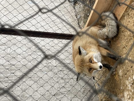 a fox in a cage. a domestic fox is sitting in an outdoor enclosure.