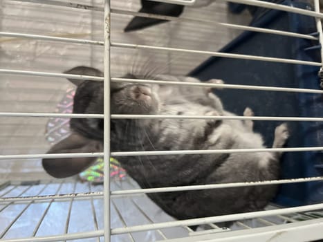 grey chinchilla at home in a cage.