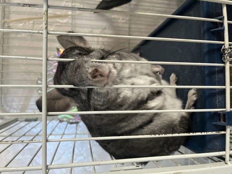 grey chinchilla at home in a cage.