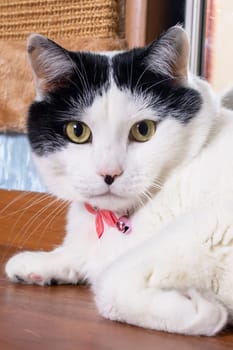 Thick white cat with pink butterfly portrait close up