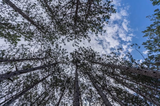 forest with a view from the bottom of the tree canopy, a photograph showcases the peaceful and calming atmosphere of a forest, inviting viewers to immerse themselves in natur