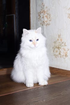 A white fluffy cat peeks out from around the corner close up