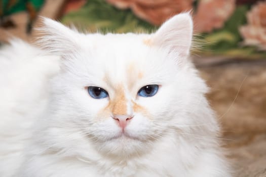 White fluffy cat with blue eyes sleeps on bed close up