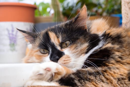 Three-color cat with yellow eyes close up portrait