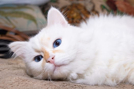 White fluffy cat with blue eyes sleeps on bed close up