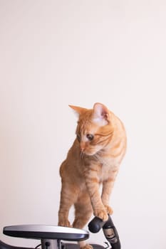 Funny cat gnawing on the wire of an exercise bike