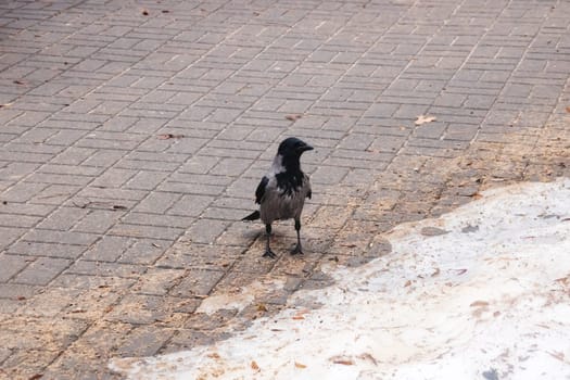 Grey crow on the dirty snow close up