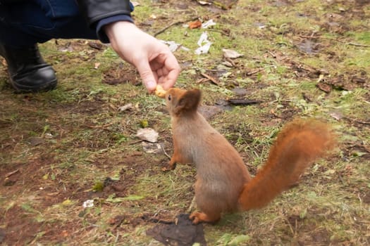 Fluffy squirrel eats from the hand in the park close up