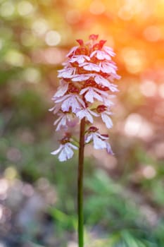 Crimean orchid Yatryshnik. Orchid Baltic iberika wild flower. High quality photo