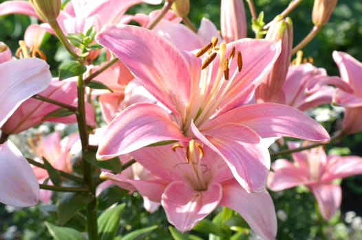 Close-up bouquet of pink lilies