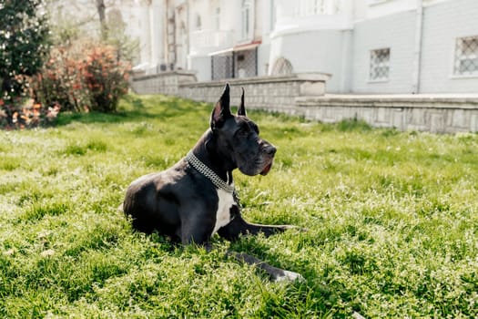 A black Great Dane is sitting in the city, posing in front of the camera with a serious look