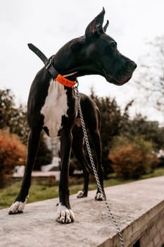 A black Great Dane is sitting in the city, posing in front of the camera with a serious look
