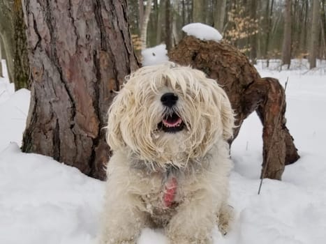 Close up of Smiling Cute Happy Adorable Shaggy Dog Long Fur Covering Eyes outside in Snowy Forest