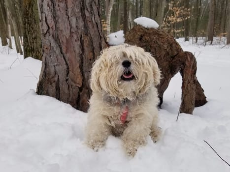 Close up of Smiling Cute Happy Adorable Shaggy Dog Long Fur Covering Eyes outside in Snowy Forest