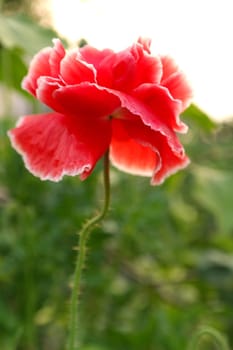 Red big poppy flower in garden