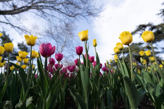 Tulips in a flower bed, yellow and pink flowers against the sky and trees, spring flowers