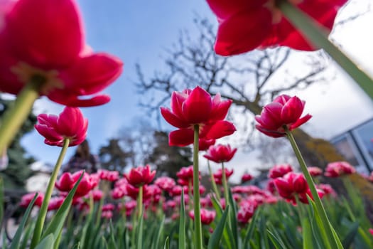 Tulips in a flower bed, pink blooming flowers against the sky and trees, spring flowers