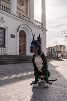 Young black Great Dane poses in the city.