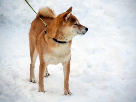 Japanese red coat dog is in winter forest. Portrait of beautiful Shiba inu male standing in the forest on the snow and trees background. High quality photo. Walk in winter