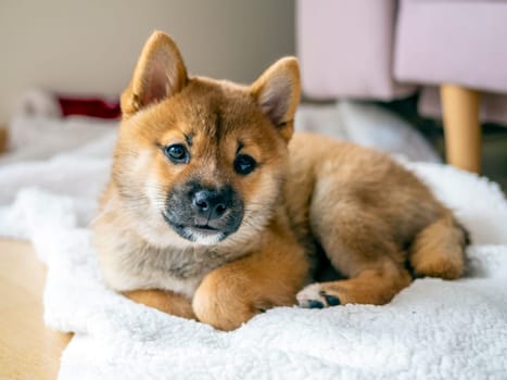 Portrait of cute Shiba Inu small dog, puppy, Close up. Dogecoin. Red-haired Japanese dog smile portrait. Illuminating color, cryptocurrency, electronic money. High quality photo