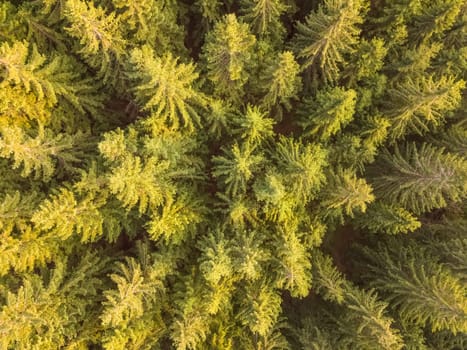 Dense spruce forest on a sunny summer day. Flat lay aerial view