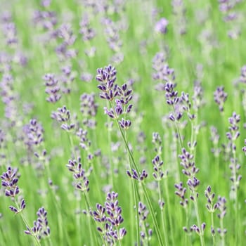 Soft focus on beautiful lavender buds in summer garden